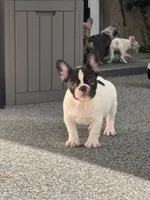 Cedar, a male French Bulldog for sale in Port Saint Lucie, FL – 2 of 8