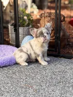 Fluffy Blitzen, a female French Bulldog for sale in Port Saint Lucie, FL – Photo 4 of 5