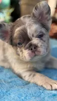 Fluffy Blitzen, a female French Bulldog for sale in Port Saint Lucie, FL – Photo 2 of 5