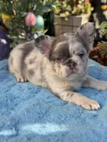 Fluffy Blitzen, a female French Bulldog for sale in Port Saint Lucie, FL – Photo 3 of 5