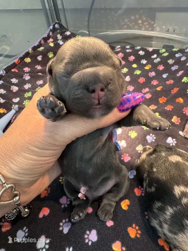 Fluffy Big Rope Blue and Tan  – French Bulldog puppy for sale in Port Saint Lucie, FL