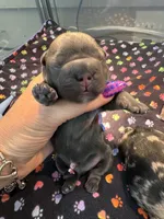 Fluffy Big Rope Blue and Tan , a male French Bulldog for sale in Port Saint Lucie, FL – 1 of 1