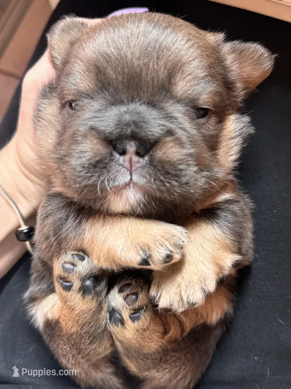 Maverick Fluffy Big Rope – French Bulldog puppy for sale in Port Saint Lucie, FL