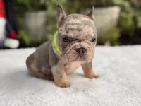 Taz , a male French Bulldog for sale in Port Saint Lucie, FL – 2 of 4