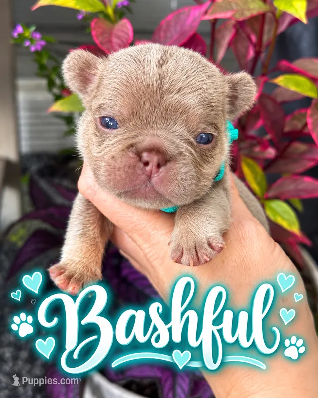 Bashful  – French Bulldog puppy for sale in Port Saint Lucie, FL