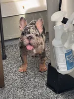 Perry, a male French Bulldog for sale in Port Saint Lucie, FL – 3 of 4
