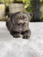 Fluffy Big Rope Blue and Tan , a male French Bulldog for sale in Port Saint Lucie, FL – 4 of 5
