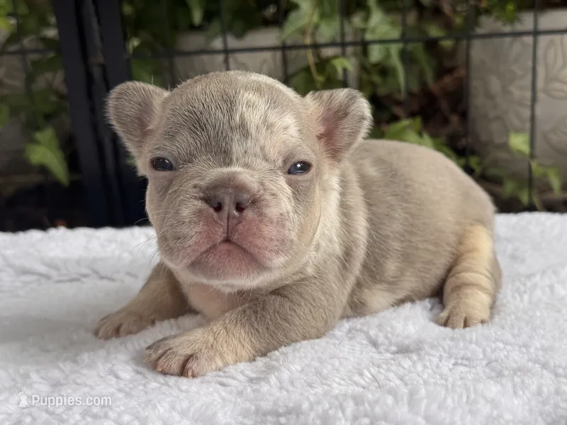 Bronx  – French Bulldog puppy for sale in Port Saint Lucie, FL