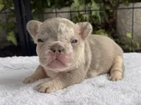 Bronx , a male French Bulldog for sale in Port Saint Lucie, FL – 1 of 3