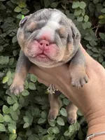 Blue Tri One , a male English Bulldog for sale in Port Saint Lucie, FL – 2 of 4