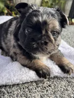 Fluffy Black and Tan Merle Pink, a female French Bulldog for sale in Port Saint Lucie, FL – 5 of 5