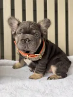 Big Rope Hugo, a male French Bulldog for sale in Port Saint Lucie, FL – Photo 5 of 5