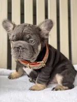 Big Rope Hugo, a male French Bulldog for sale in Port Saint Lucie, FL – Photo 2 of 5