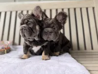 Big Rope Hugo, a male French Bulldog for sale in Port Saint Lucie, FL – Photo 4 of 5