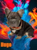 Big Rope Hugo, a male French Bulldog for sale in Port Saint Lucie, FL – Photo 1 of 5