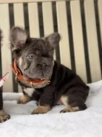 Big Rope Hugo, a male French Bulldog for sale in Port Saint Lucie, FL – Photo 3 of 5