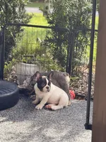 Cedar, a male French Bulldog for sale in Port Saint Lucie, FL – 5 of 8