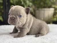 Freedom , a male French Bulldog for sale in Port Saint Lucie, FL – 6 of 6
