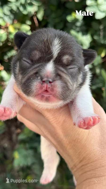 CypresS – French Bulldog puppy for sale in Port Saint Lucie, FL