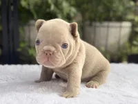 Lexi , a male French Bulldog for sale in Port Saint Lucie, FL – 2 of 4