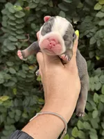 Blue Tri TWO , a male English Bulldog for sale in Port Saint Lucie, FL – 3 of 3