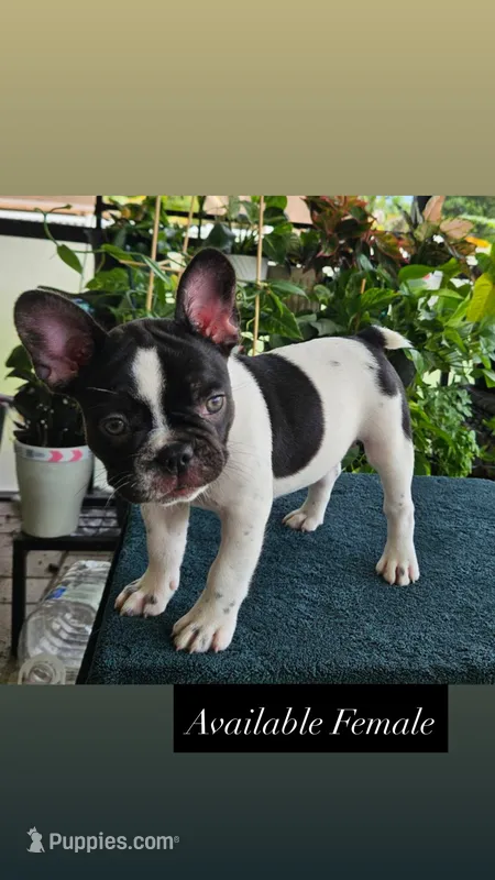 Mal – French Bulldog puppy for sale in Port Saint Lucie, FL