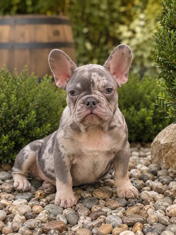 Bronx  – French Bulldog puppy for sale in Port Saint Lucie, FL