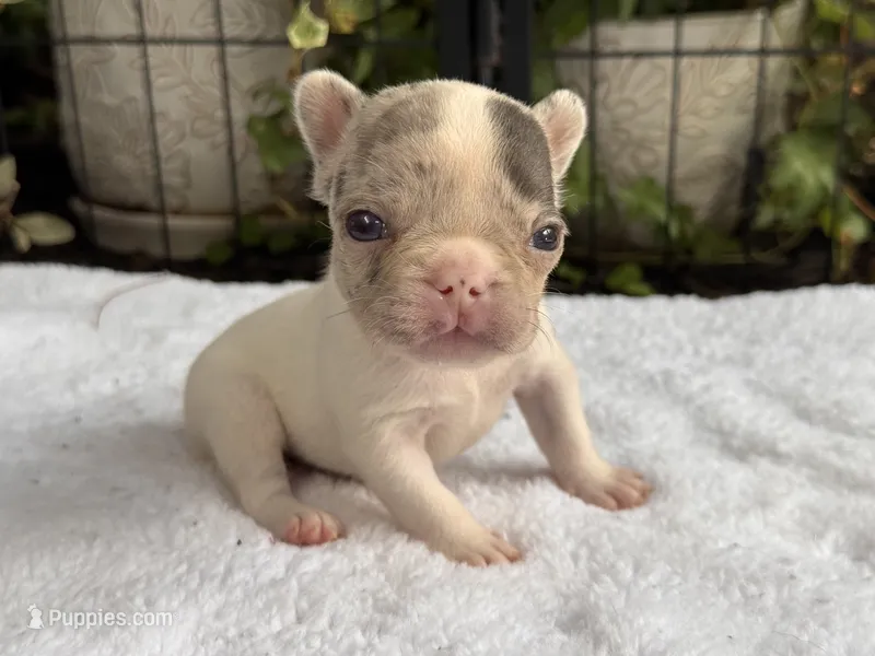 Zinnia RUNT  – French Bulldog puppy for sale in Port Saint Lucie, FL