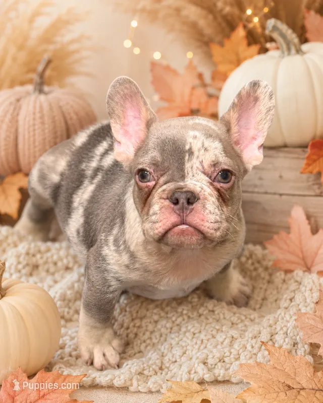 Bronx  – French Bulldog puppy for sale in Port Saint Lucie, FL