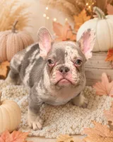 Bronx , a female French Bulldog for sale in Port Saint Lucie, FL – 1 of 1