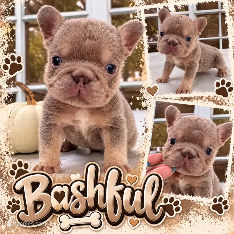Bashful  – French Bulldog puppy for sale in Port Saint Lucie, FL