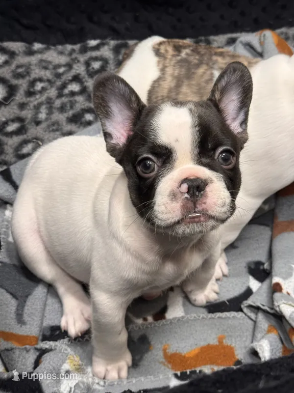 Queenie  – French Bulldog puppy for sale in Port Saint Lucie, FL