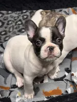 Queenie , a female French Bulldog for sale in Port Saint Lucie, FL – 1 of 3