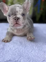 Bronx , a female French Bulldog for sale in Port Saint Lucie, FL – 3 of 3