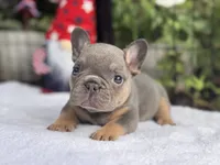 Diamond , a female French Bulldog for sale in Port Saint Lucie, FL – 2 of 3