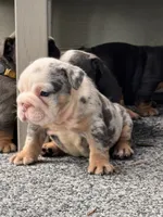 Blue Tri Merle , a male English Bulldog for sale in Port Saint Lucie, FL – 7 of 7