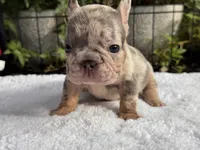 Perry, a male French Bulldog for sale in Port Saint Lucie, FL – 2 of 4