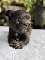Fluffy Big Rope Blue and Tan , a male French Bulldog for sale in Port Saint Lucie, FL – 3 of 5