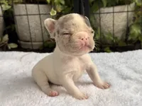 Zinnia RUNT , a female French Bulldog for sale in Port Saint Lucie, FL – 4 of 4