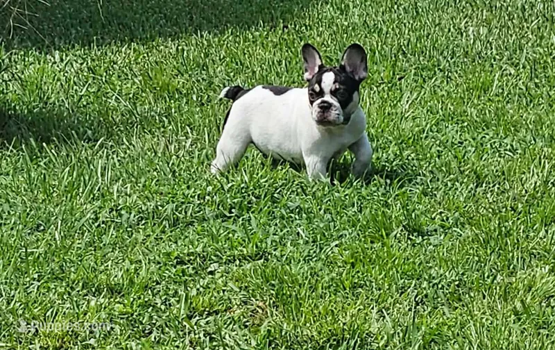 Hades  – French Bulldog puppy for sale in Port Saint Lucie, FL