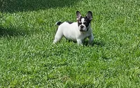Hades , a male French Bulldog for sale in Port Saint Lucie, FL – 1 of 4