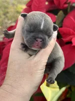 Pearl, a female French Bulldog for sale in Port Saint Lucie, FL – Photo 1 of 3