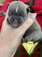 Pearl, a female French Bulldog for sale in Port Saint Lucie, FL – Photo 2 of 3