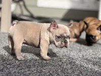 Glacier, a male French Bulldog for sale in Port Saint Lucie, FL – Photo 3 of 7