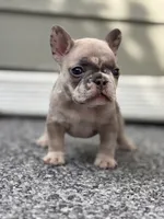 Glacier, a male French Bulldog for sale in Port Saint Lucie, FL – Photo 5 of 7