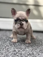 Glacier, a male French Bulldog for sale in Port Saint Lucie, FL – Photo 6 of 7