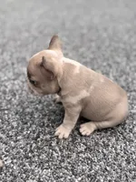 Glacier, a male French Bulldog for sale in Port Saint Lucie, FL – Photo 7 of 7