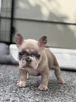 Glacier, a male French Bulldog for sale in Port Saint Lucie, FL – Photo 2 of 7