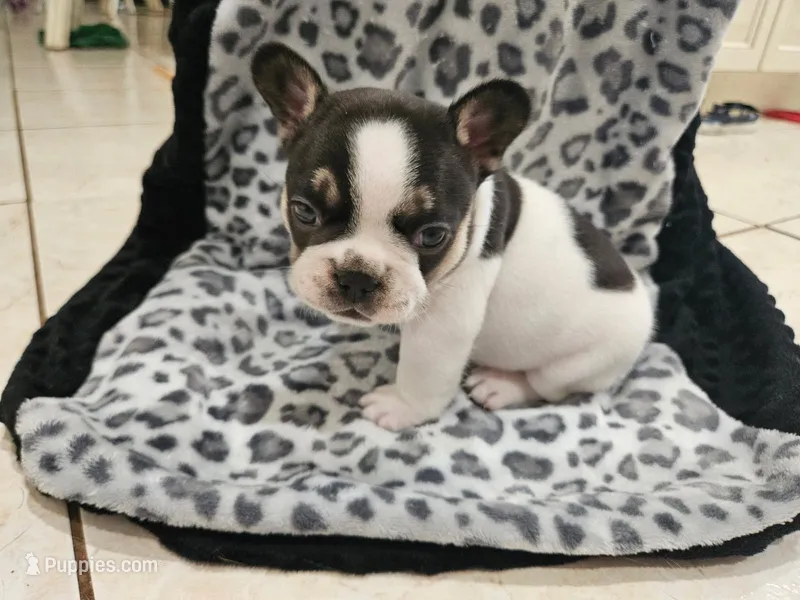 Hades  – French Bulldog puppy for sale in Port Saint Lucie, FL