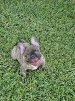 Captain Hook, a male French Bulldog for sale in Port Saint Lucie, FL – 4 of 4